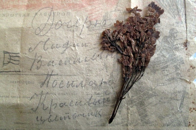 «Дочери Лидии Васильевне посылаю красивый цветочек»