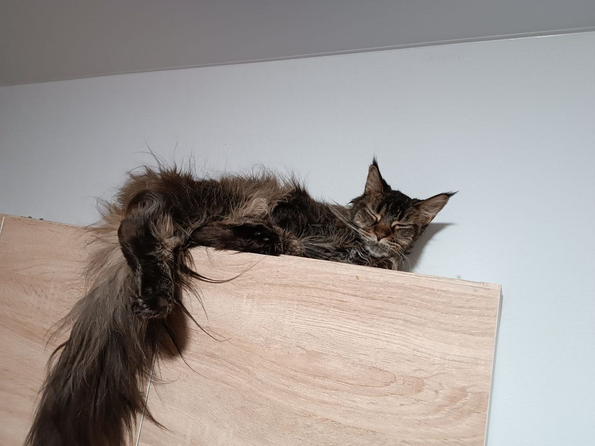 Занимаюсь главным делом: сплю. А эти будят...