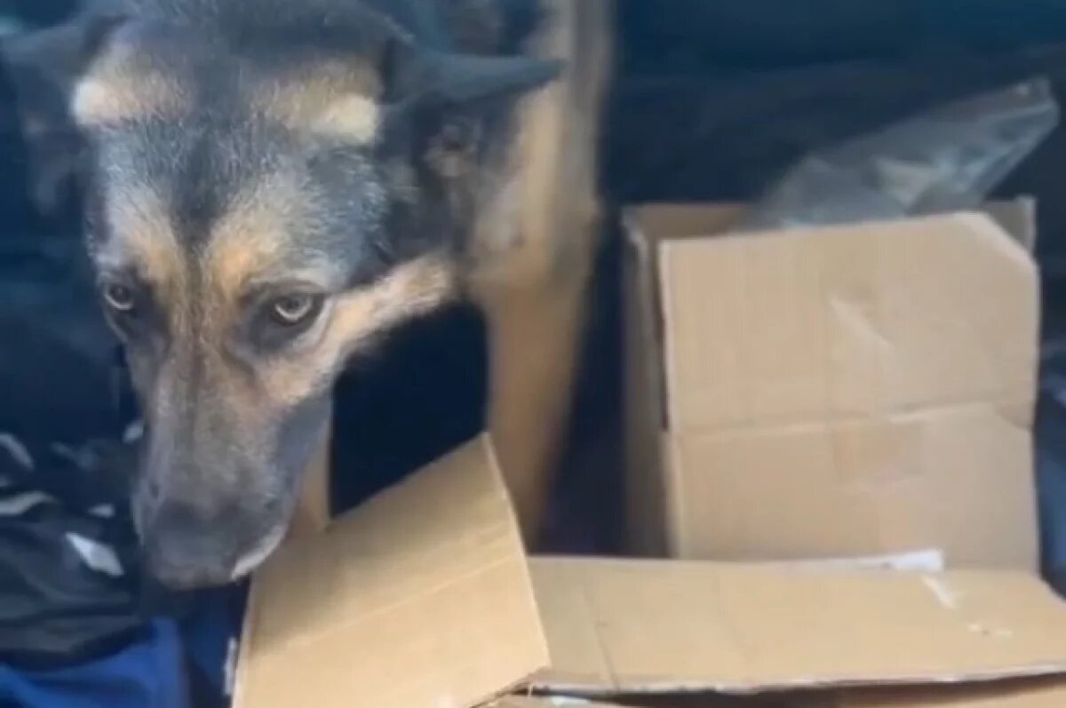    Волонтёры помогли дедушке, который кормит животных в Тверской области