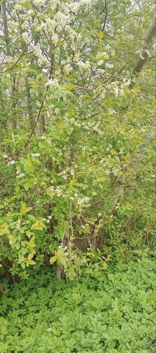 цветет черемуха