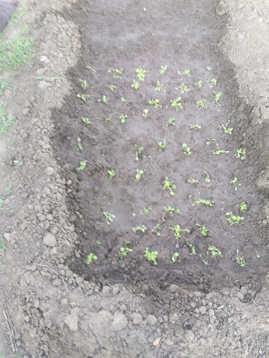 Лобелия в грядке.