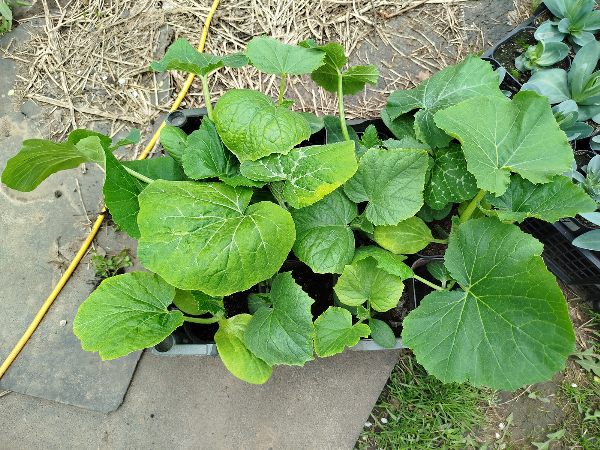 Желтеют, сожрали земличку