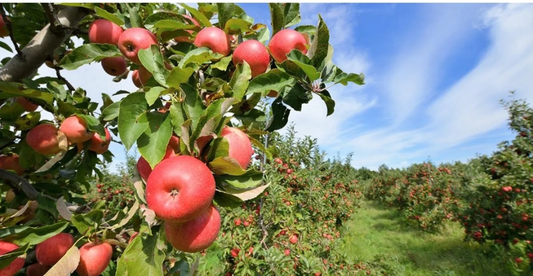 Картинка с интернета.               Мечты сбываются. 