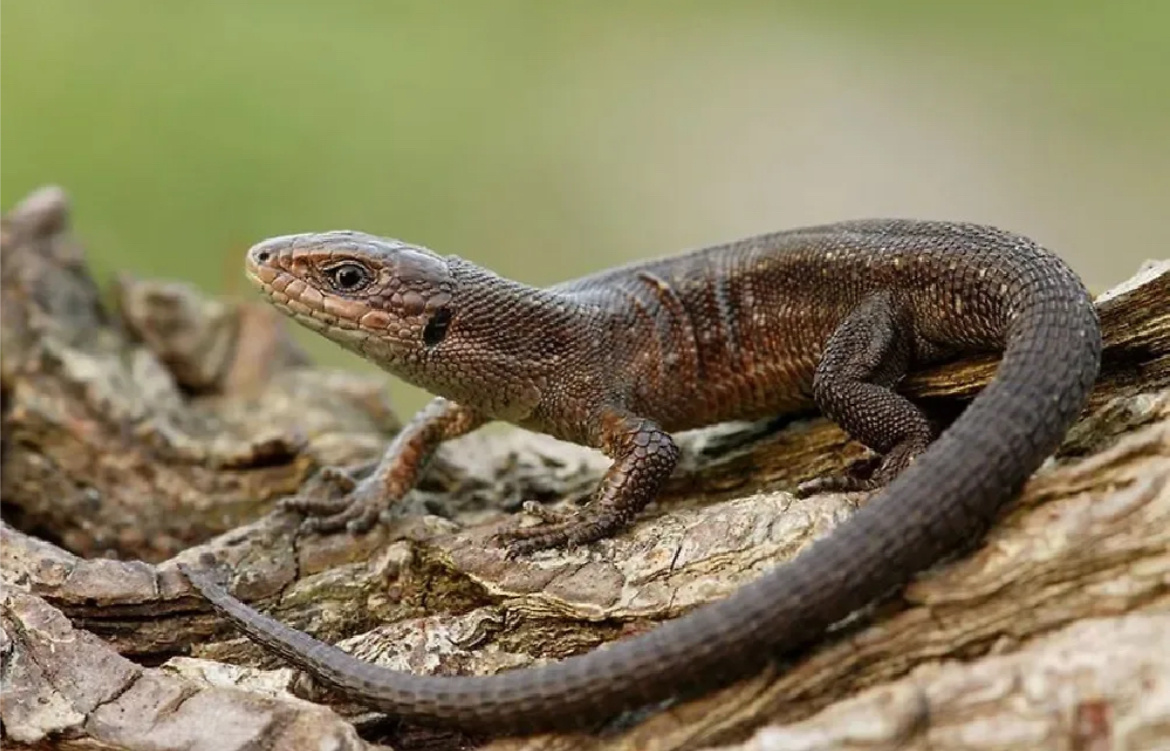 Ящерица живородящая 