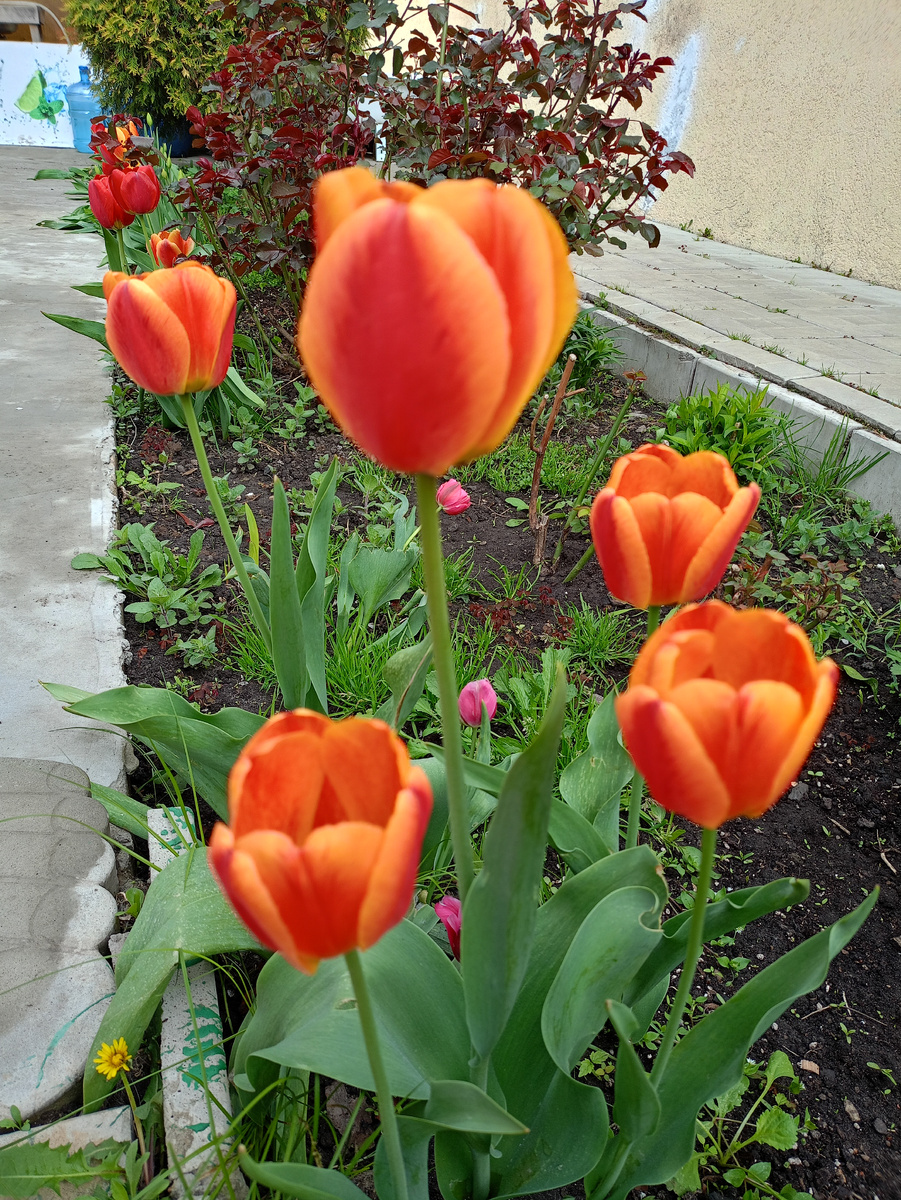 Цветут тюльпаны