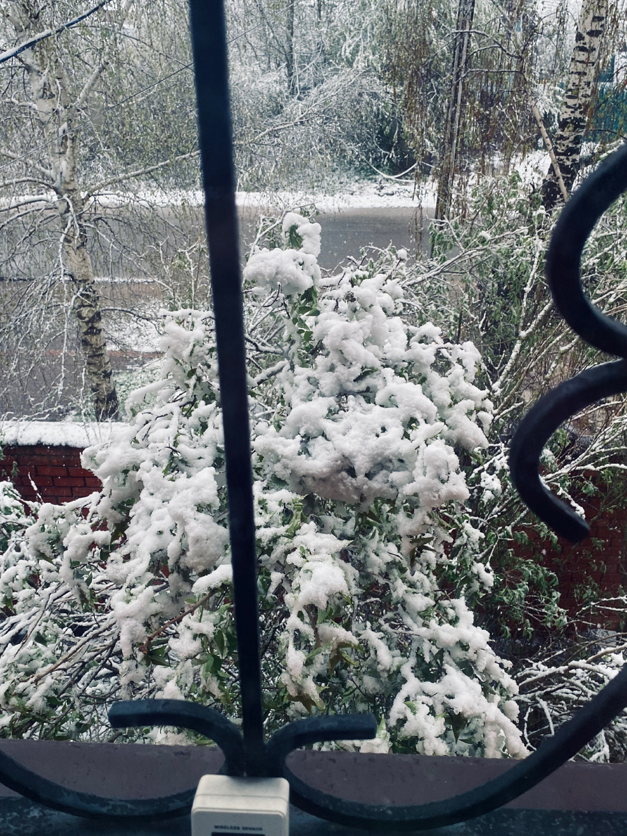 Сирень под снегом. Везде фото автора.