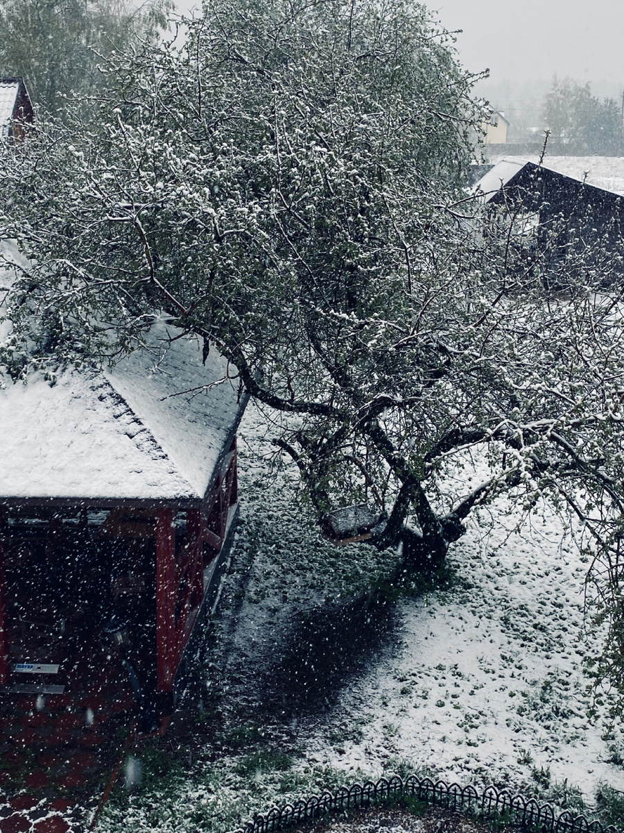 Яблони в цвету, то есть в снегу! Вечер первого мая.