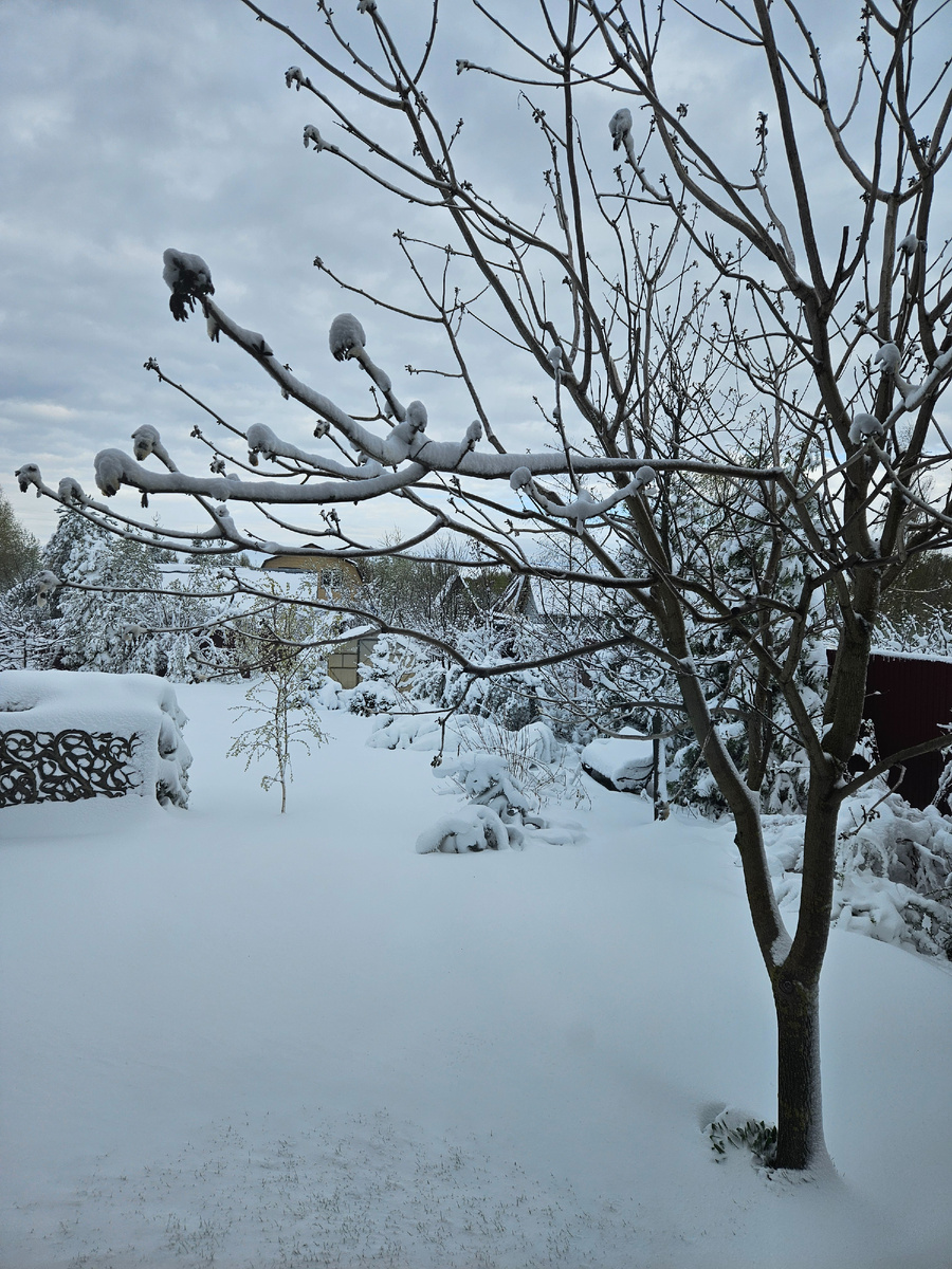 Вид из спальни. Справа у забора растёт сосна высотой около 4м. Она просто оказалась на земле.