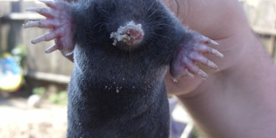 Завёлся крот на участке? Что делать?