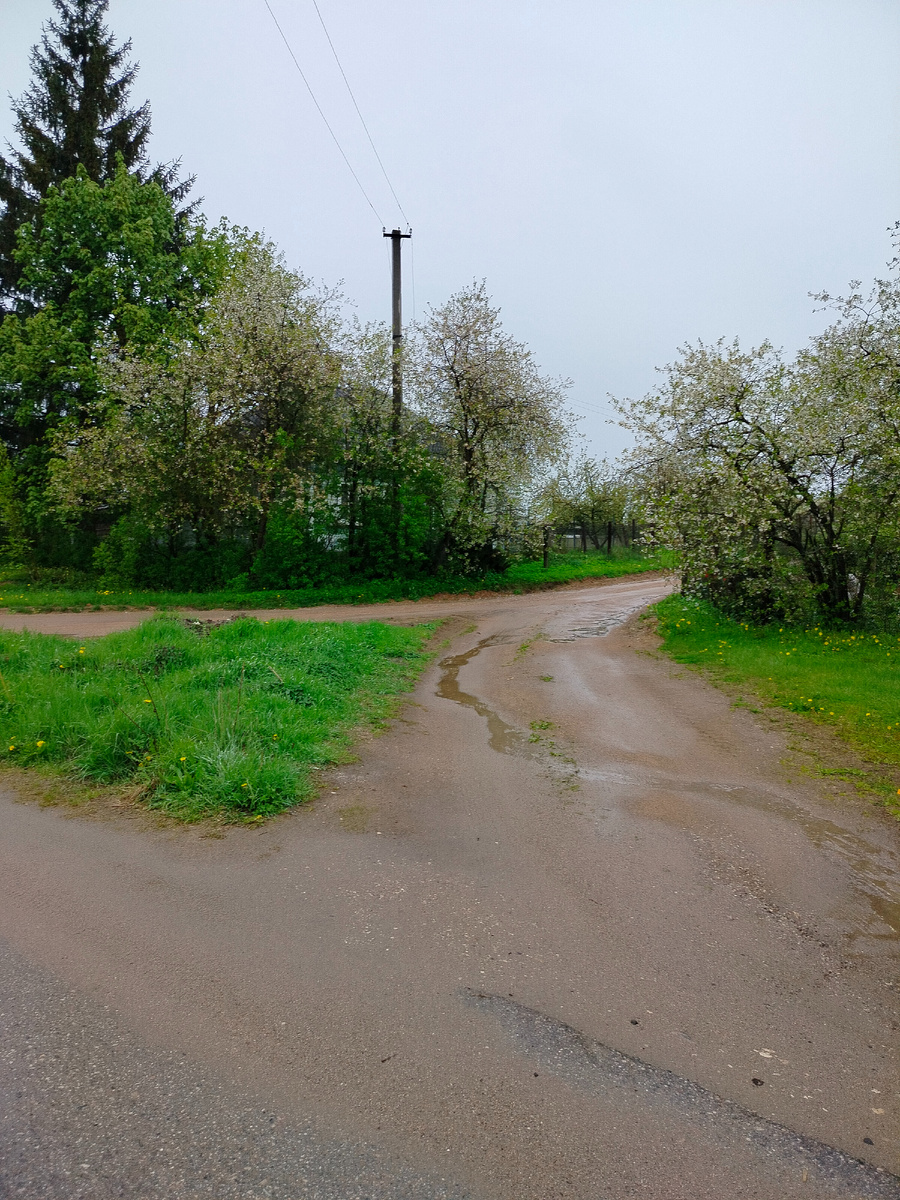 Дождик поливает наши тихие улочки. В городе вишни уже перецвели, а на даче (в деревне за городом) ещё цветут