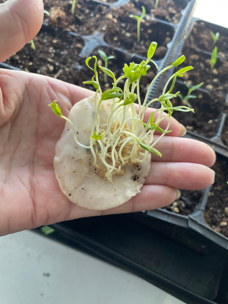 Рассада томатов 2025