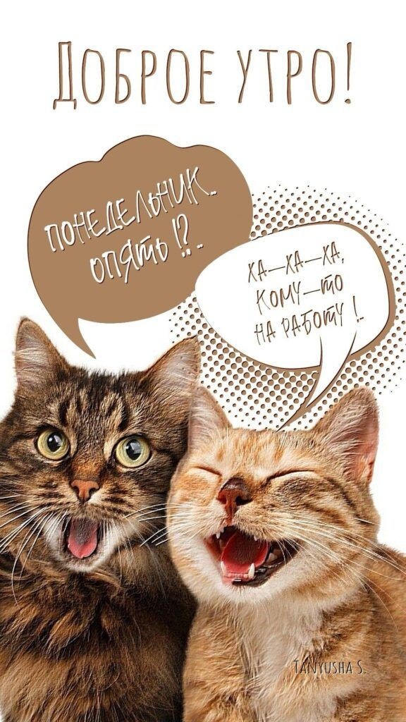 Хозяин на работу собирается! А мы дома! Нам хорошо!