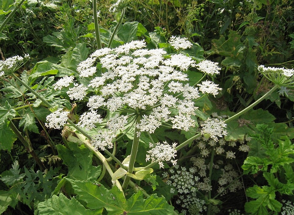 Борщевик может неожиданно вырасти и зацвести даже у популярных дорожек и трапинок