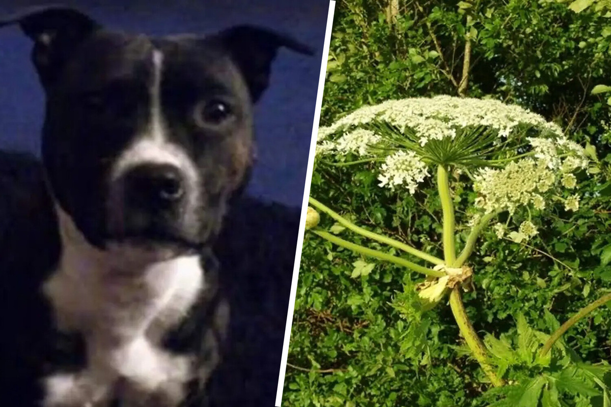 Широкую огласку в Британии получил случай, когда собака погибла от крупного ожога от Борщевика