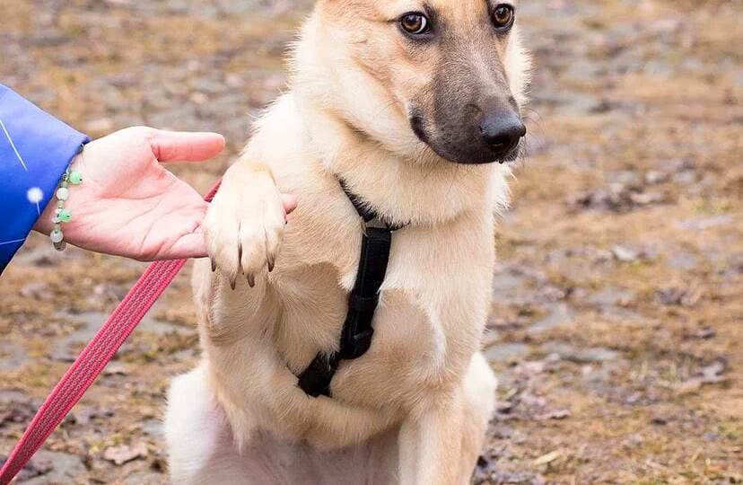 ❗ДОМА❗У нас есть всего неделя на поиск дома для Креветочки! 🆘 ПОСТ-ШАНС! 🆘
