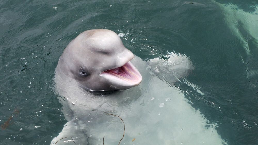    Фото: russal/Shutterstock/Fotodom