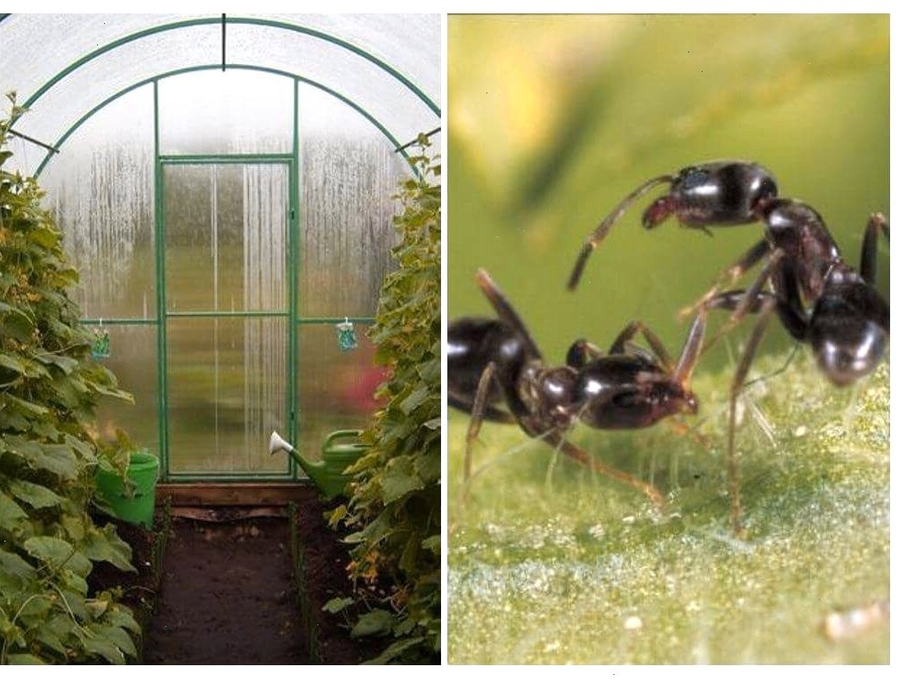 Муравьи в теплице это большая проблемма