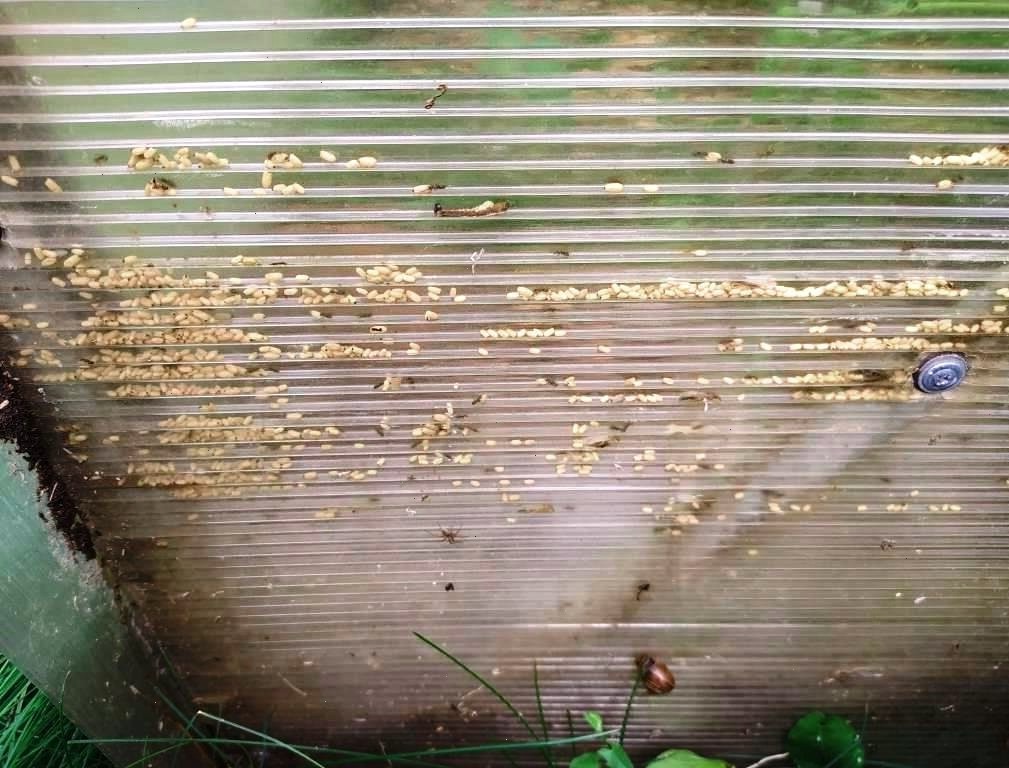 Гнездо может быть в самых неожиданных местах.