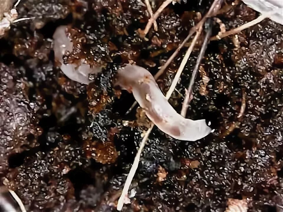 Личинка сциарид