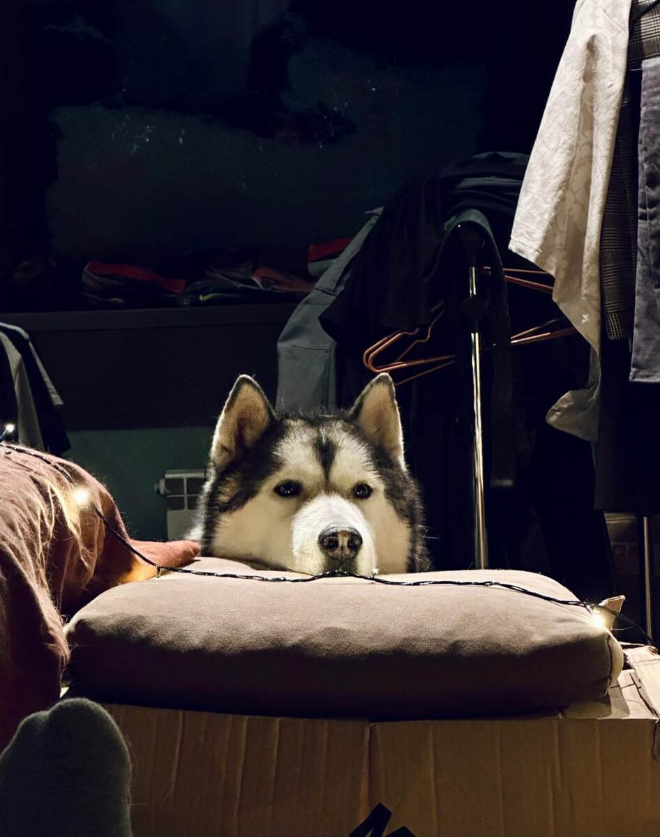 Хаски. Красавец Айхал. 10 лет.