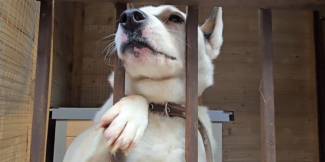 Мы не можем дать им дом, и выгнать на улицу - тоже