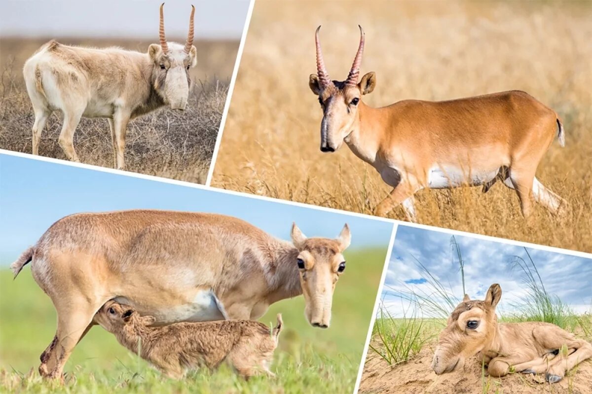    Сайгак - самая необычная антилопа.