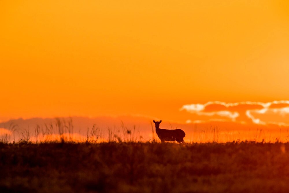    Портрет степного скакуна. Фото: Геннадий Юсин
