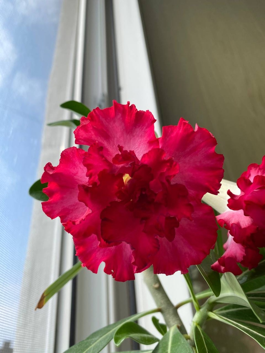 Глубокий, сочный цвет бутона. 