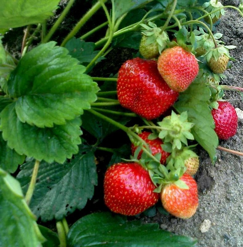 Спелая  виктория