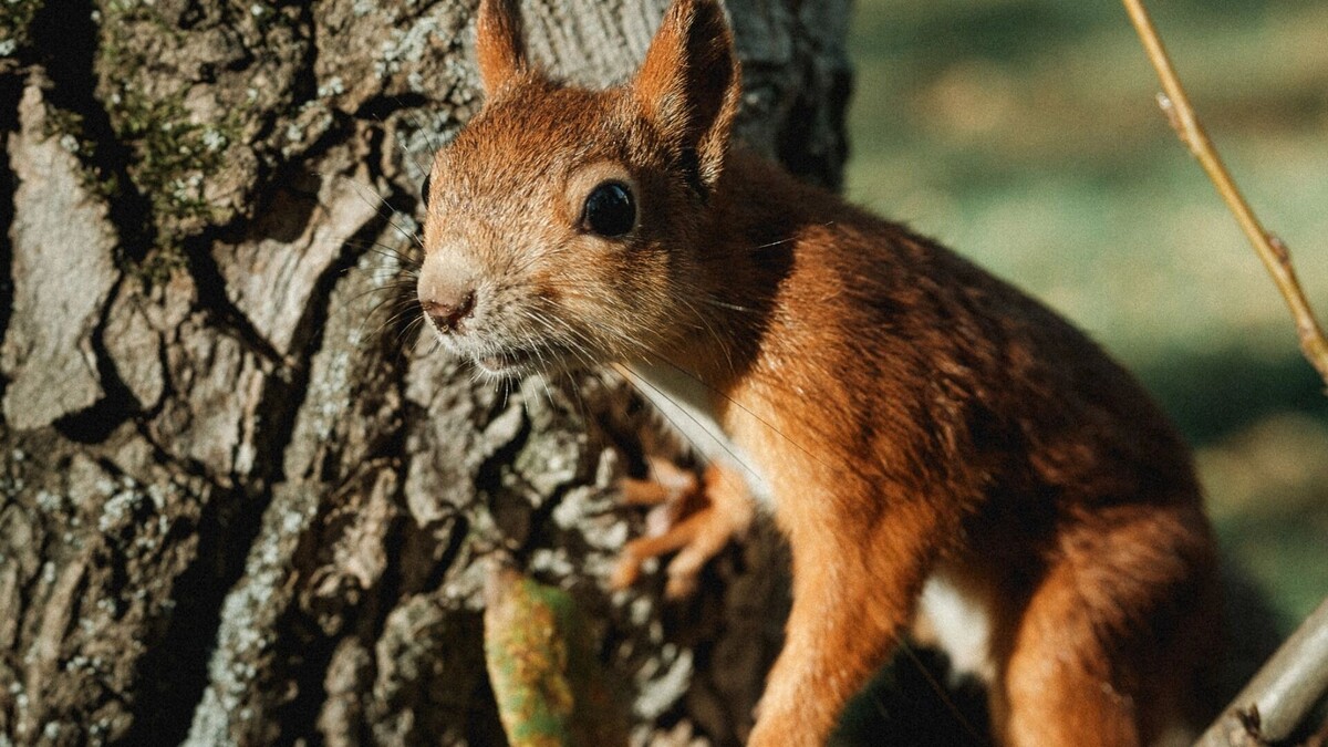     Источник: 1MI