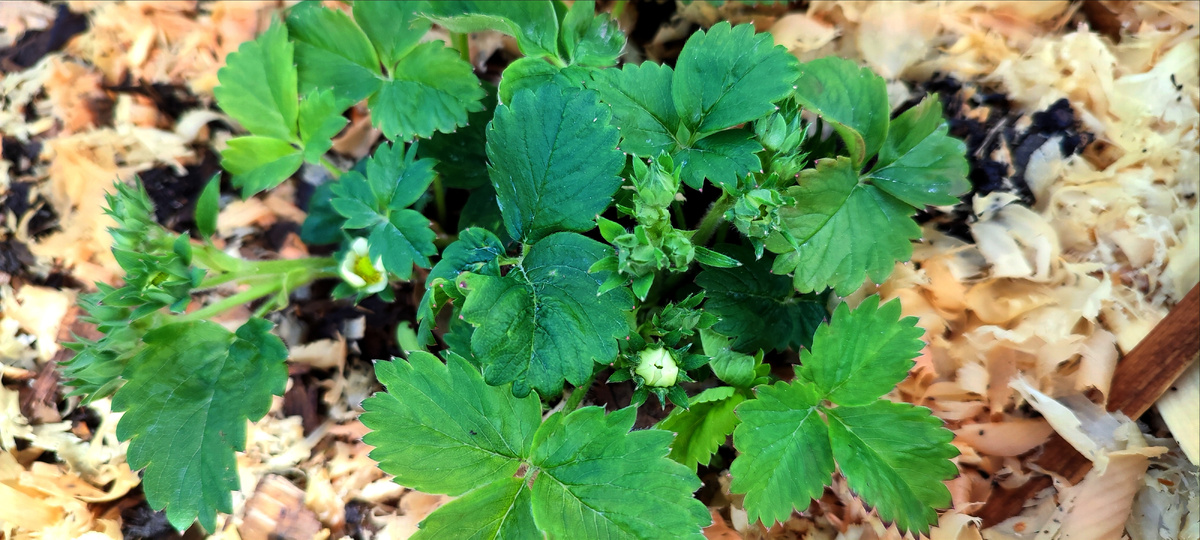 Уже начинает цвести клубника