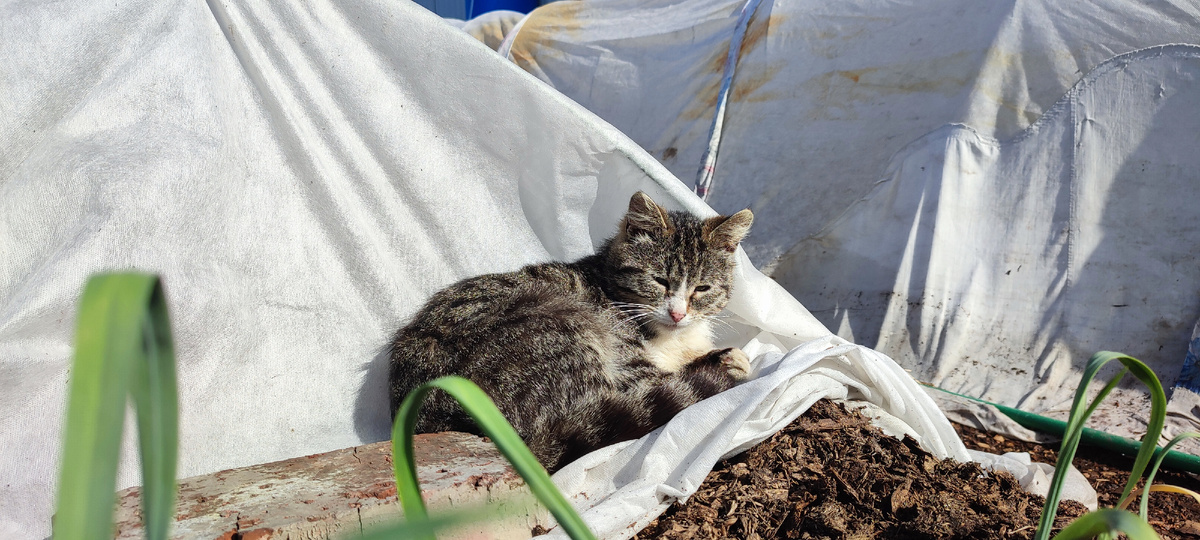 Один из моих помощников, кот Артёмка. Земля сырая, поэтому он прилёг на спанбонд 😁. Не барское это дело, на сырой земле лежать. 
