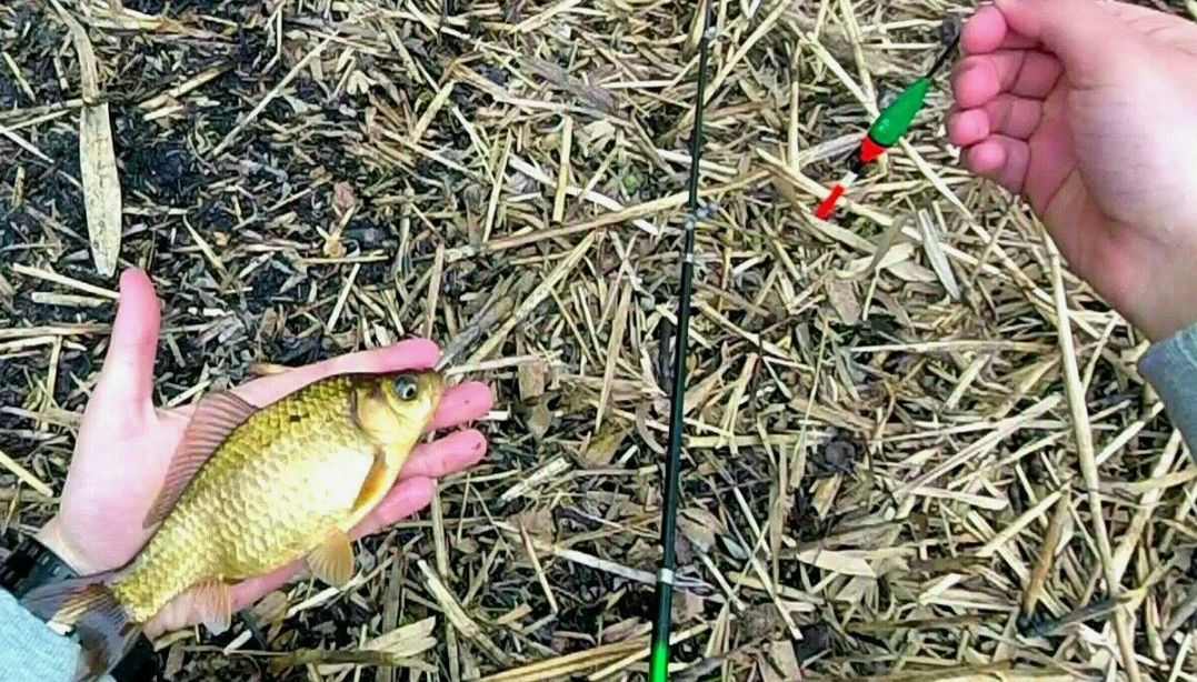 Карась пойманный на пруду на поплавочную снасть. Источник фото kasheloff.ru