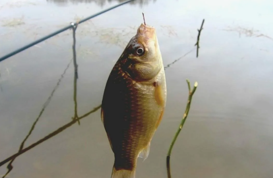 Карась пойманный на реке. Источник фото 101hotels.com