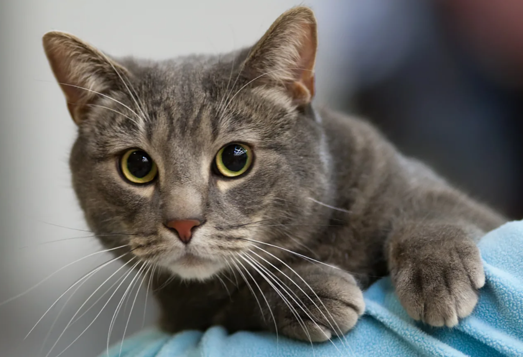 В отличие от собак, которых приручали целенаправленно, кошки пришли в человеческие поселения сами — на запах зерна и мышей. Человек просто не мешал.