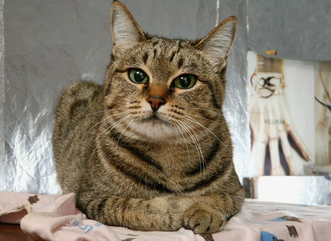 Генетически домашняя кошка почти не отличается от дикой степной — лишь немного спокойнее и ласковее. Это "одомашненный волк в овечьей шкуре".