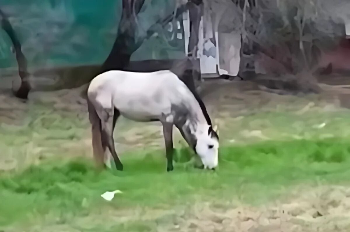    В Хабаровске полиция поймала Заклинателя и оштрафовала за ПДД его хозяина