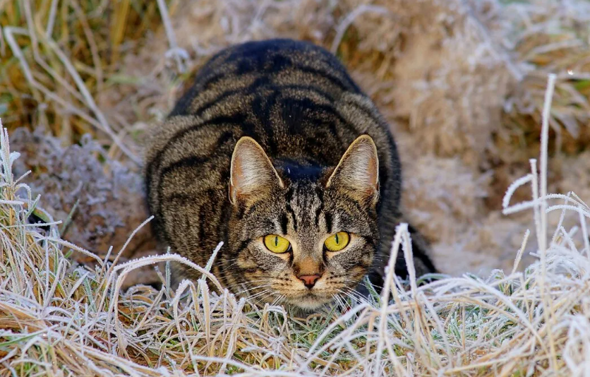 В отличие от собак или львов, домашняя кошка охотится в одиночку, молча и терпеливо, подкрадываясь к добыче как тень.