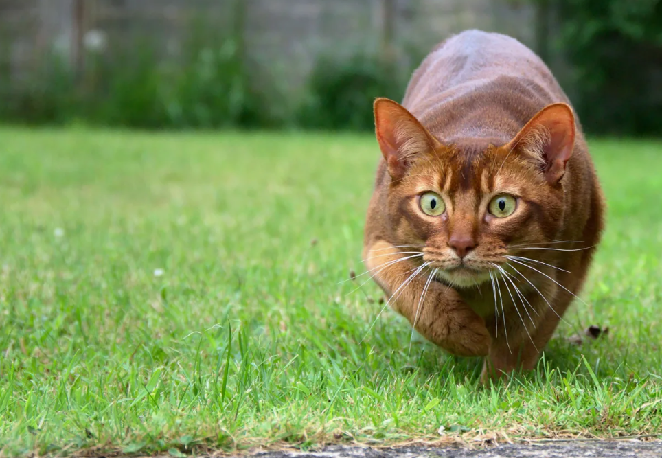 Каждая кошка имеет чётко очерченную личную территорию. У домашней — это квартира, у уличной — до 100 гектаров полей, садов и крыш.