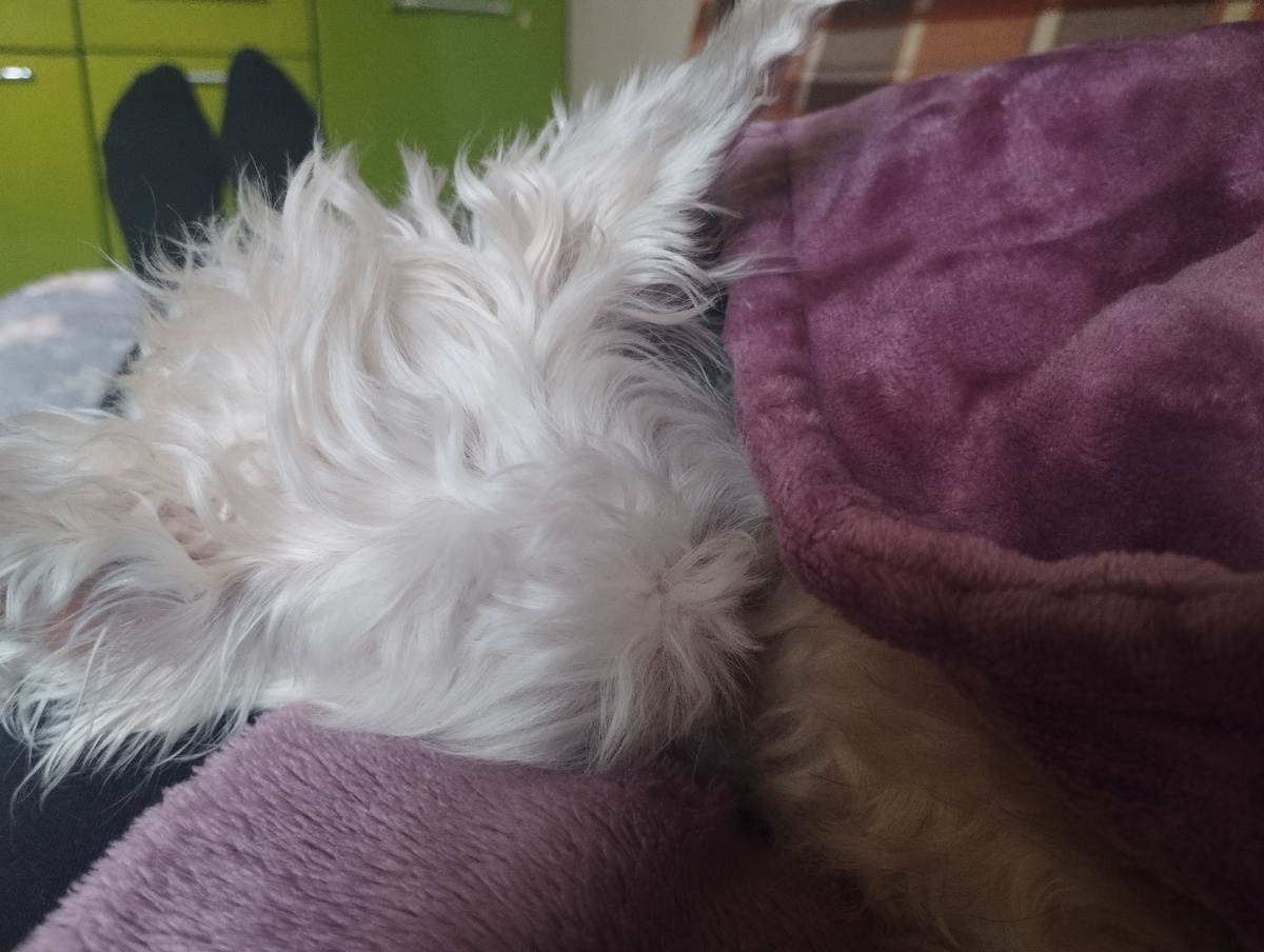 Легла на меня, я ее укрыла халатом. Спит, не трясется.  Часа два я боялась пошевелиться, читала книжку.