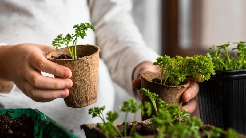     Рассада. freepik.com/freepik.