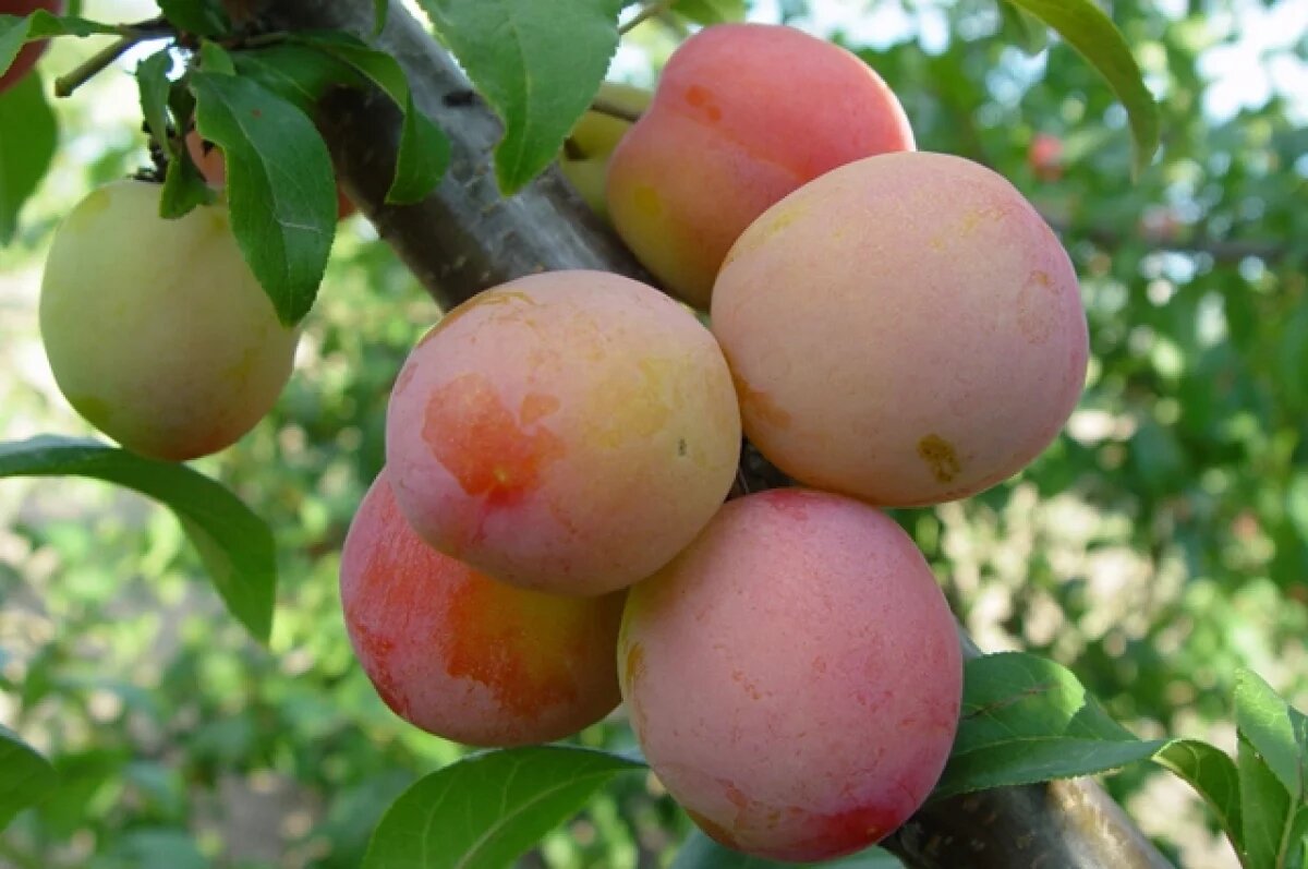    На Камчатке обнаружена калифорнийская щитовка в партии слив из Китая