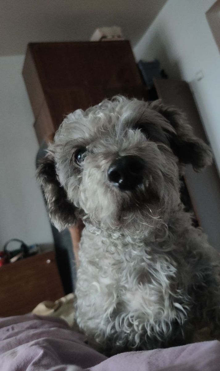 Кудряшка дома.