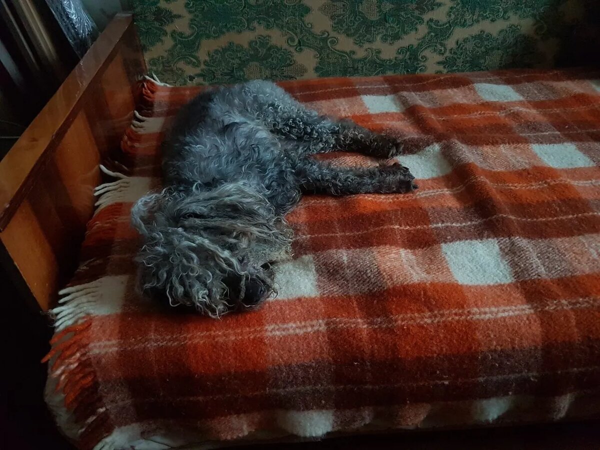 Кудряшка на любимом диванчике.