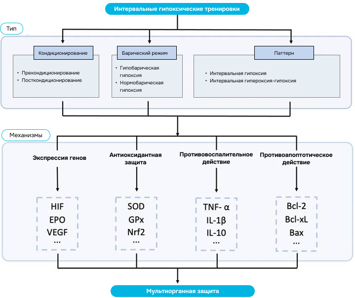 Рисунок 1. Потенциальные молекулярные механизмы, вызванные прерывистым гипоксическим кондиционированием.
Источник: перевод автора на основе Zhang Q., Zhao W., Li S., Ding Y., Wang Y., Ji X. Intermittent hypoxia conditioning: a potential multi-organ protective therapeutic strategy // International Journal of Medical Sciences, Vol. 20, No. 12, 2023. pp. 1551–1561.