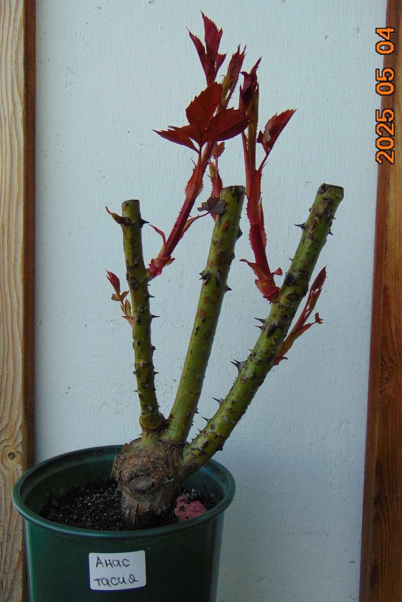 Саженец розы 1. Анастасия (Anastasia) по состоянию на 04.05.2025