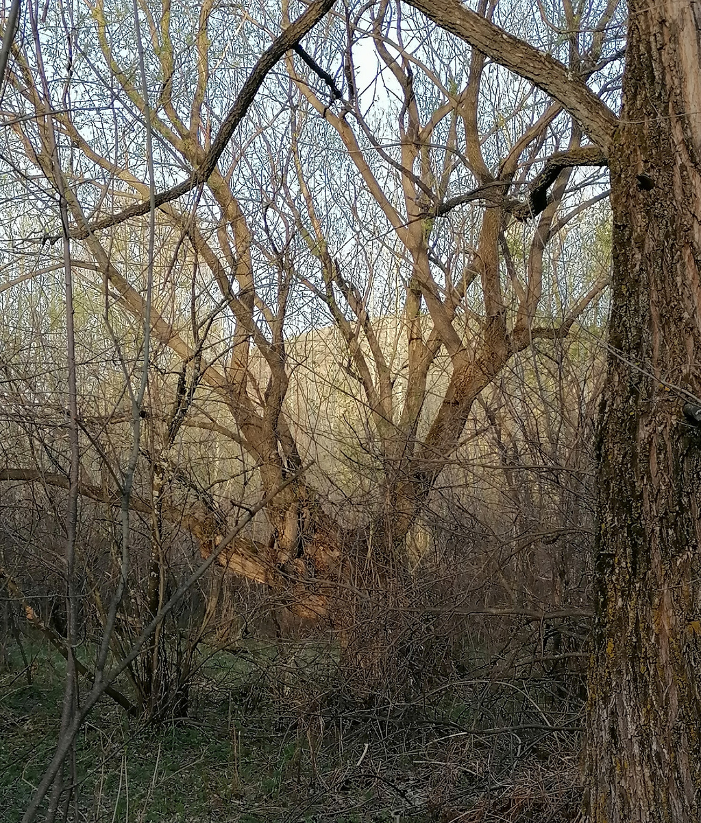 Весенний лес.