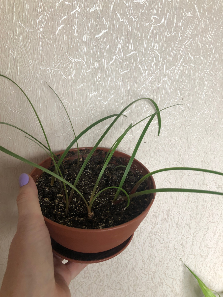 Проросший зиферантес