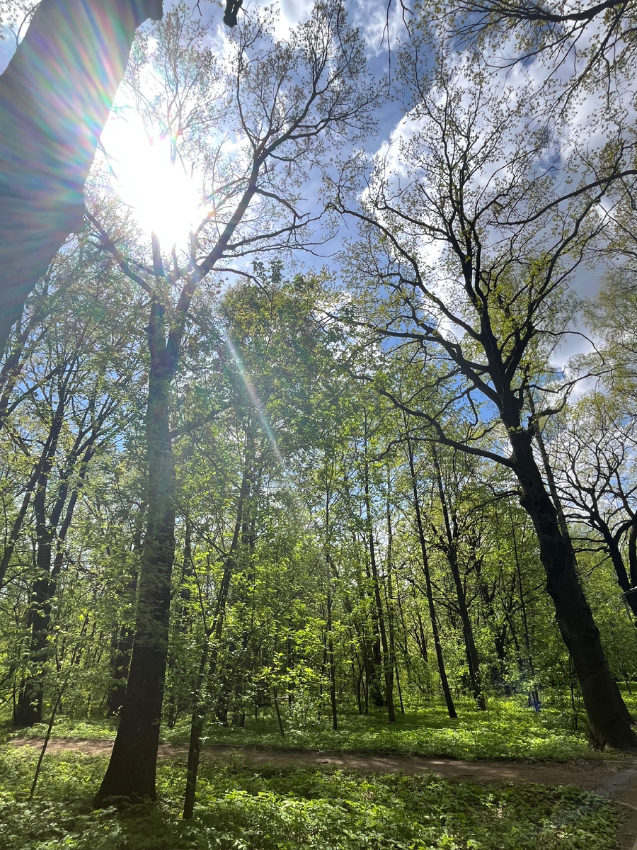Фото автора. По дороге от МЦД Ботанический сад к ВДНХ