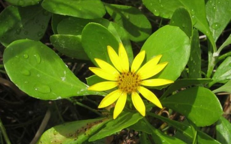    Сорняки умеют лучше кооперироваться во время угрозы в отличие от культурных растений